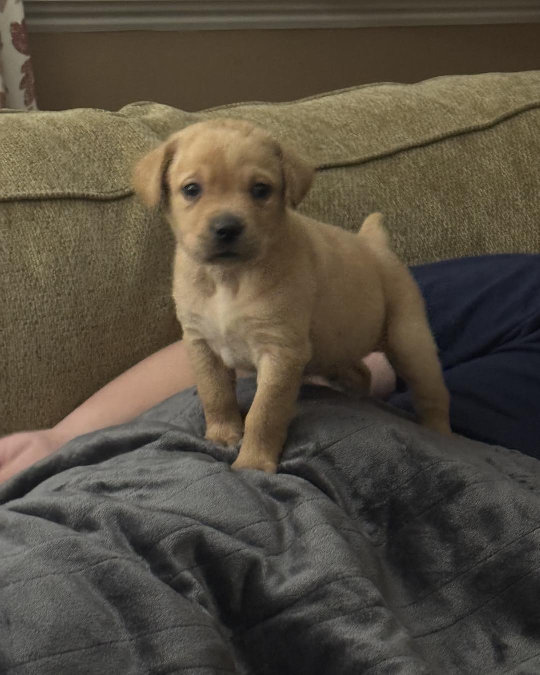 Freedom Labradors | Forestdale MA