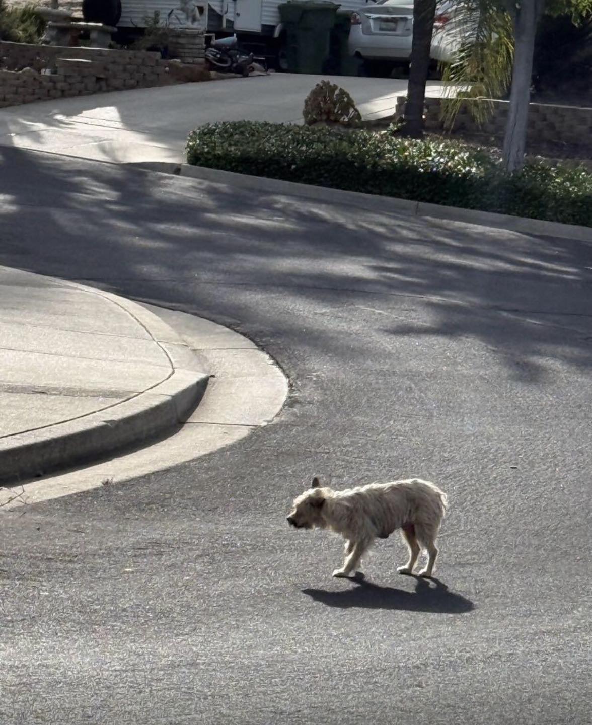 SPOTTED-6/29/26 Did you loose a dog? 6pm at Shadow lakes at