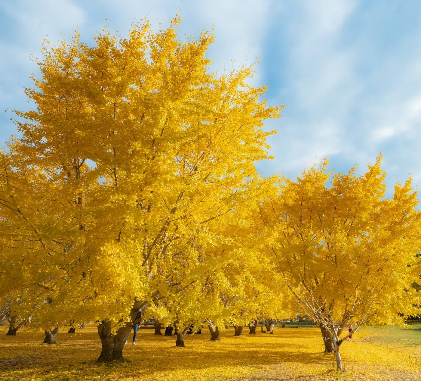 Fukuoka - 2025 ULTIMATE GUIDE TO AUTUMN FOLIAGE IN FUKUOKA / 福岡紅葉ガイド ...