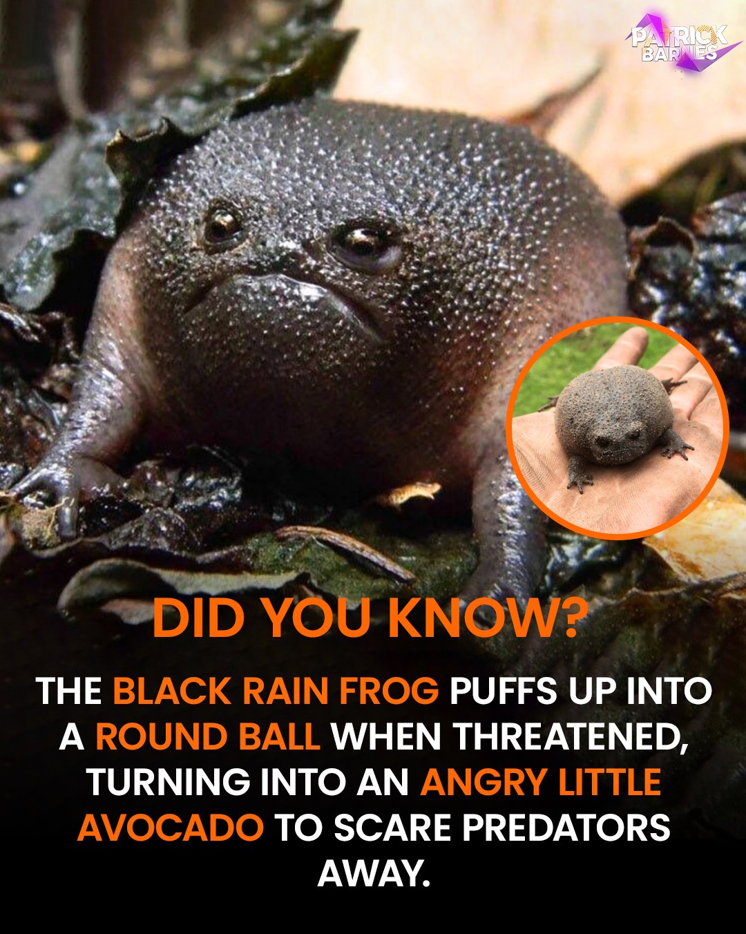 Patrick - This is the Black Rain Frog 🐸 , a perpetually grumpy-looking ...