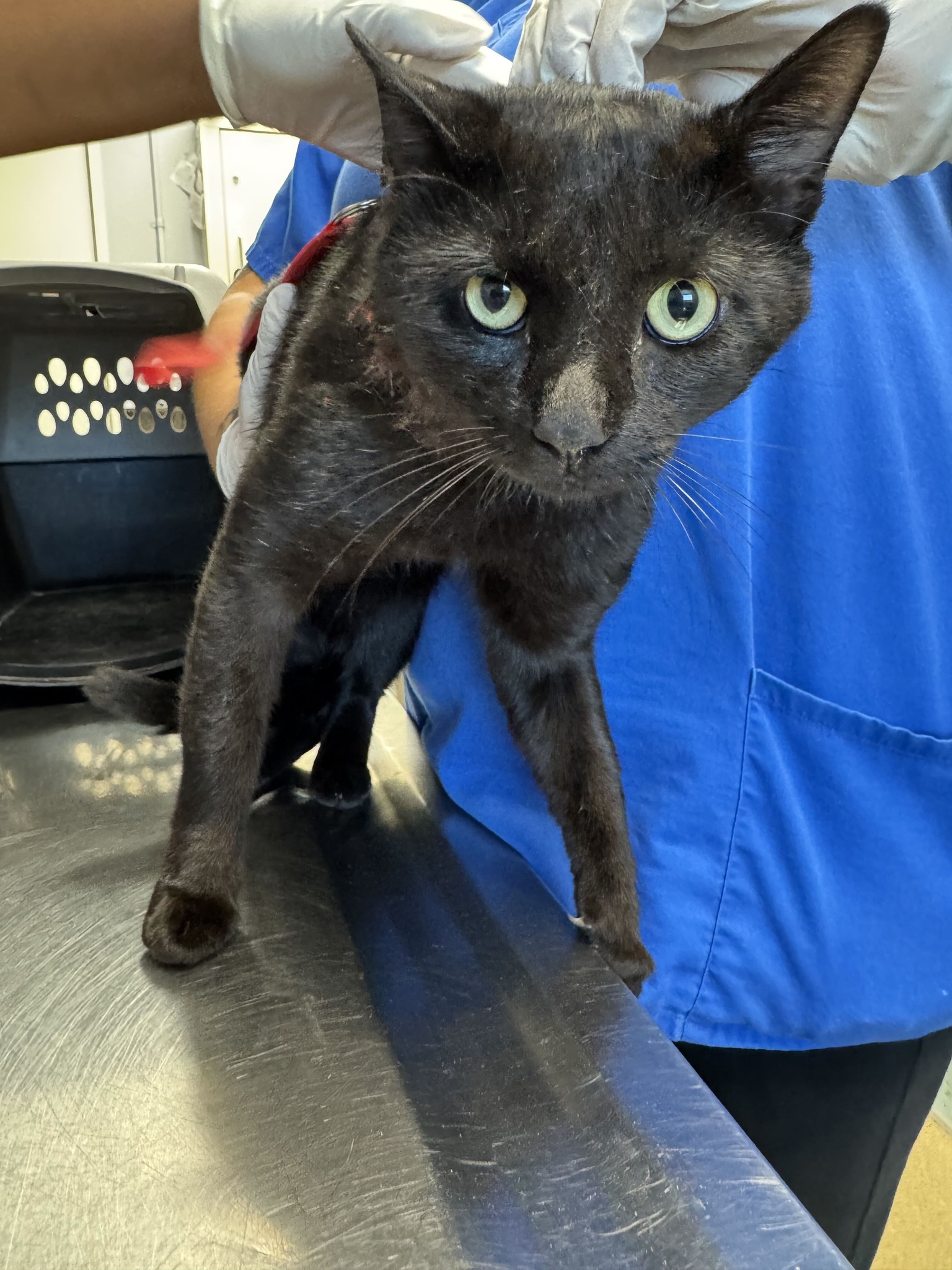 Found Cat: La Gorce Dr. Stevensville, MD Breed: Domestic Shorthair