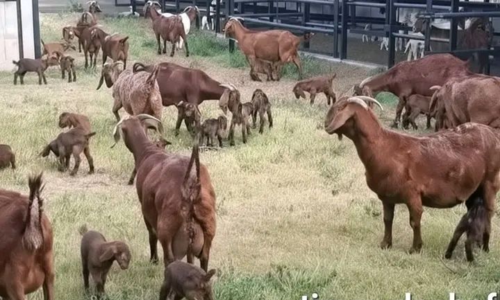 LIVESTOCK SALES LIMPOPO ( sheeps & goats) | SECRETS OF UNIFORM ...