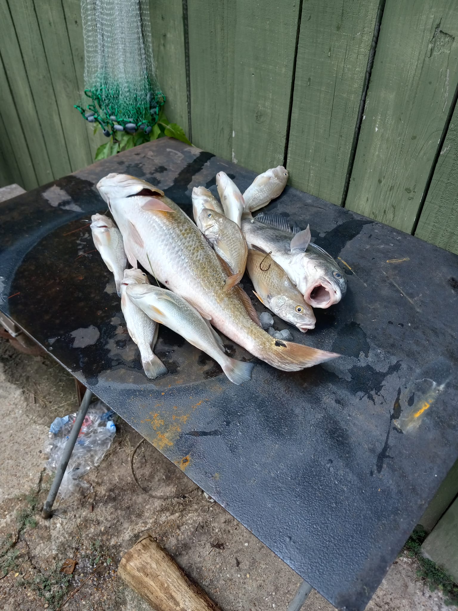 When we say “fresh,” this is exactly what we mean 🎣