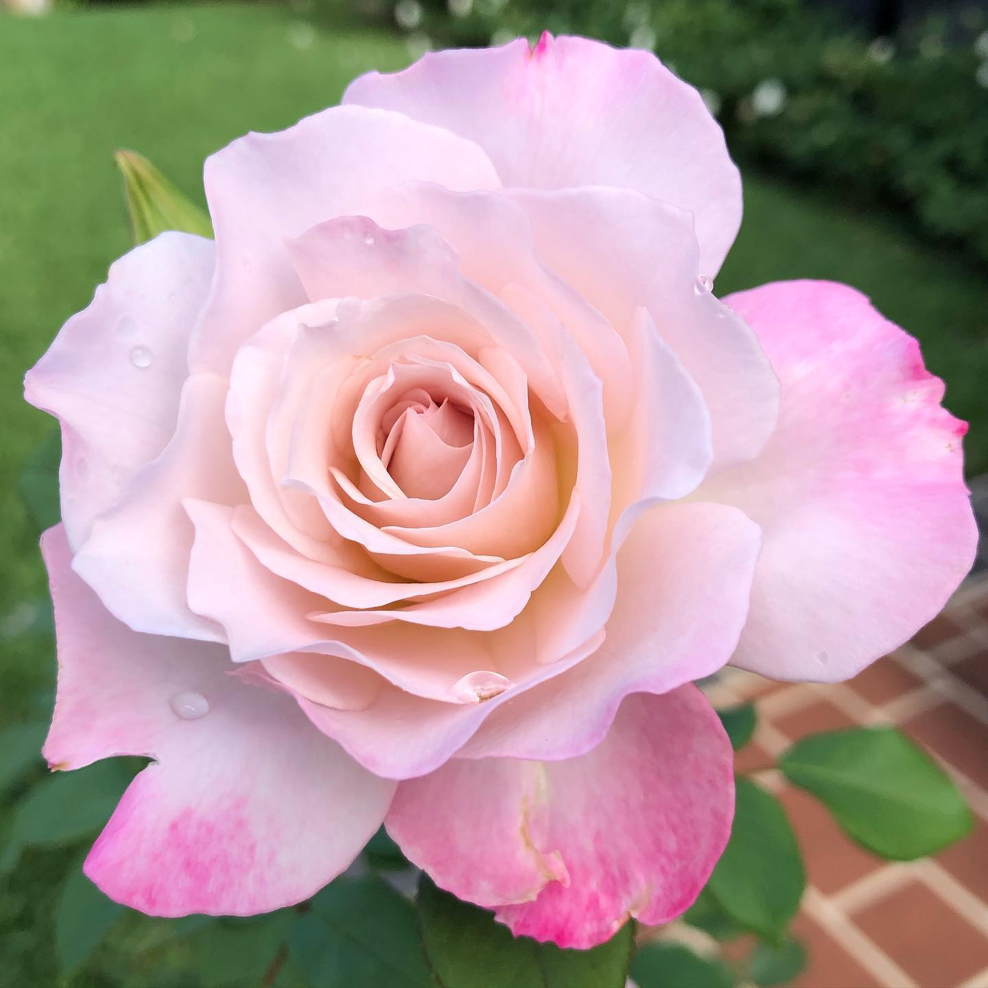 Our Amanda - Australia bred by... - Le Jardin de Roses