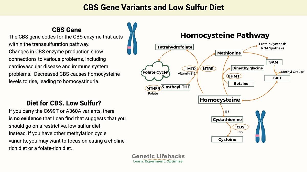 in our family we have CBS mutations.. which ones are associated with having to limit sulfur ? one person has CBS A13637G rs2851391 T CC -/- CBS A360A rs1801181 A AA +/+