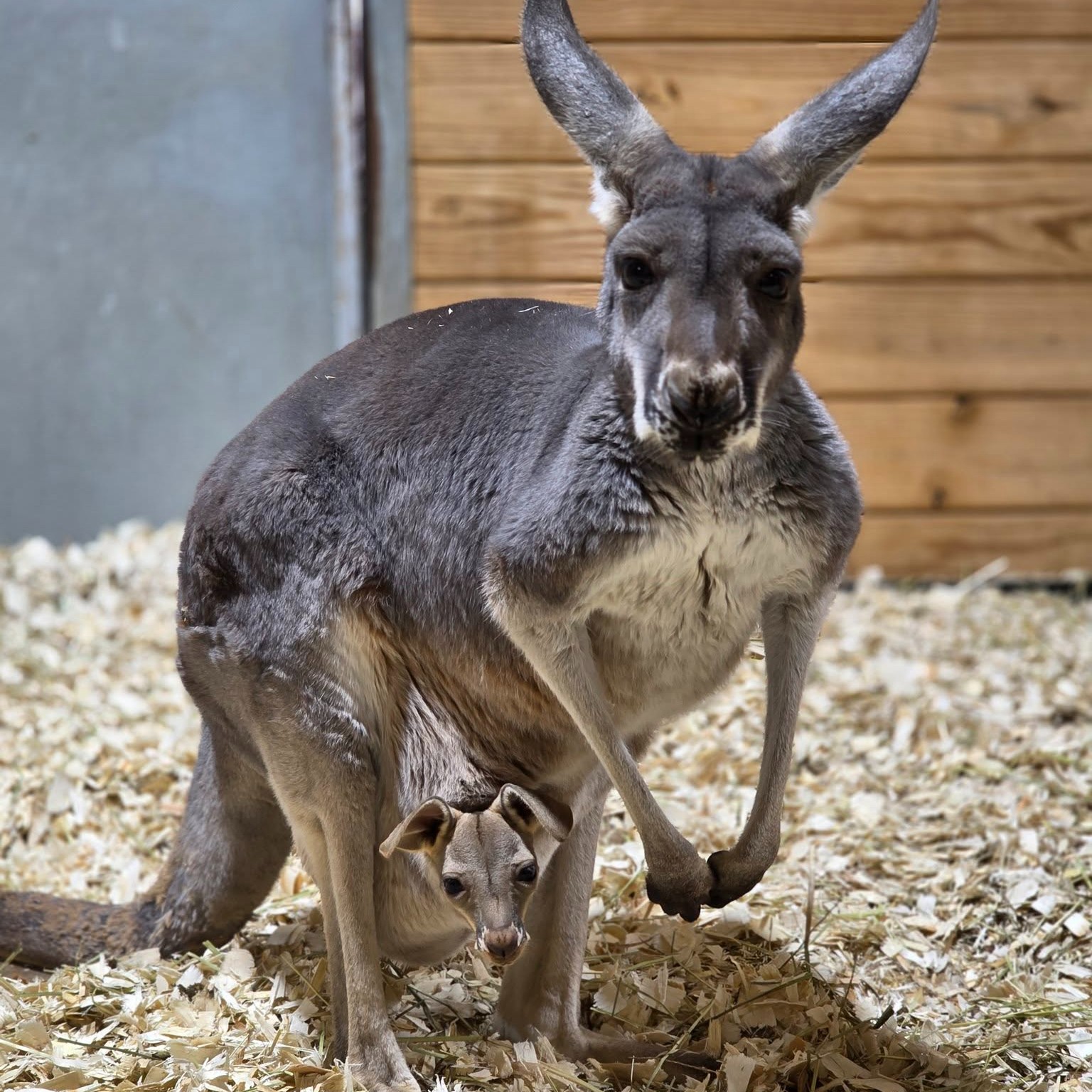 Turtle Back Zoo welcomes wallaby and kangaroo joeys
