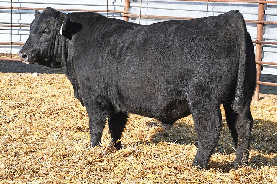 Strommen Cattle Company | New Salem ND