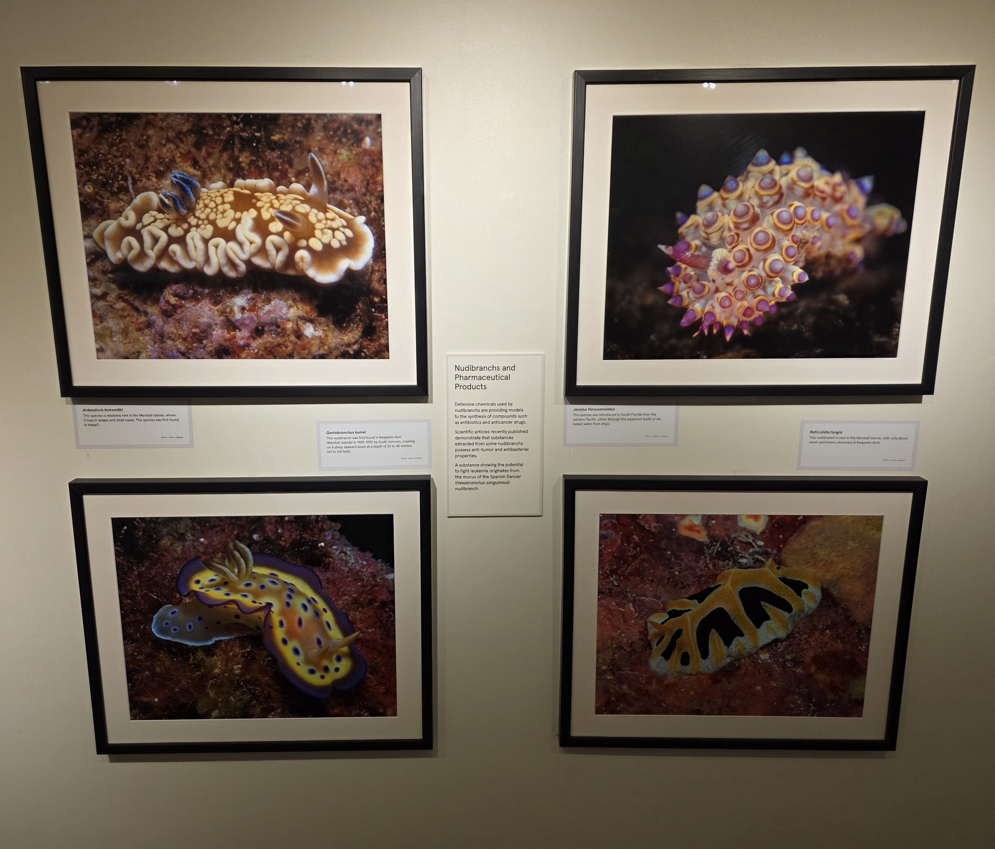 Rx - Did you know that defensive chemicals used by nudibranchs (also ...