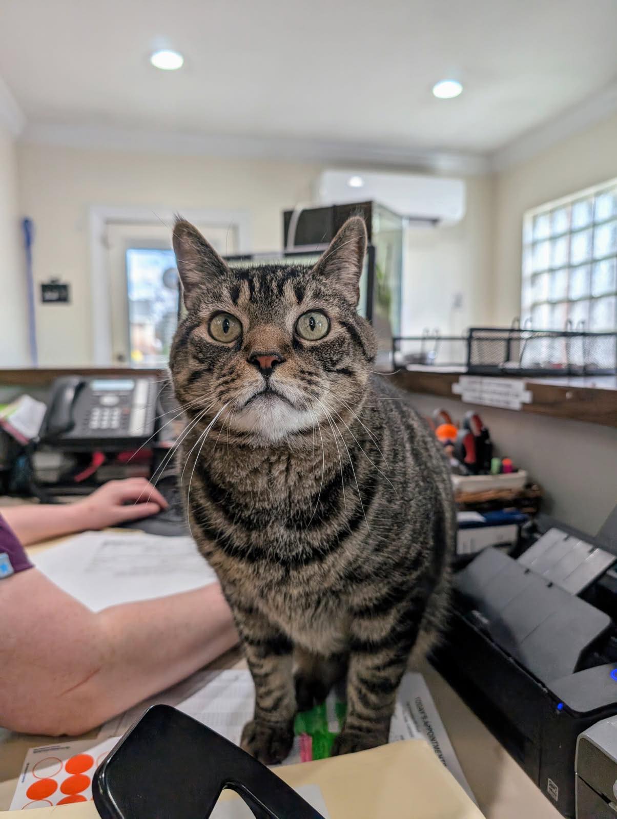 Animals In Distress, Inc. - Happy news to share - the beautiful Georgia ...