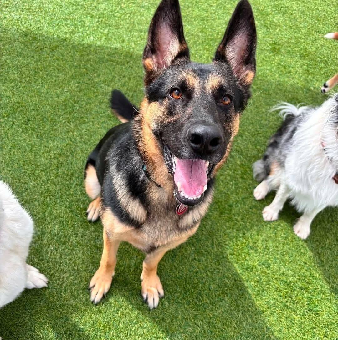 Did you know the... - White Paws German Shepherd Rescue | Facebook