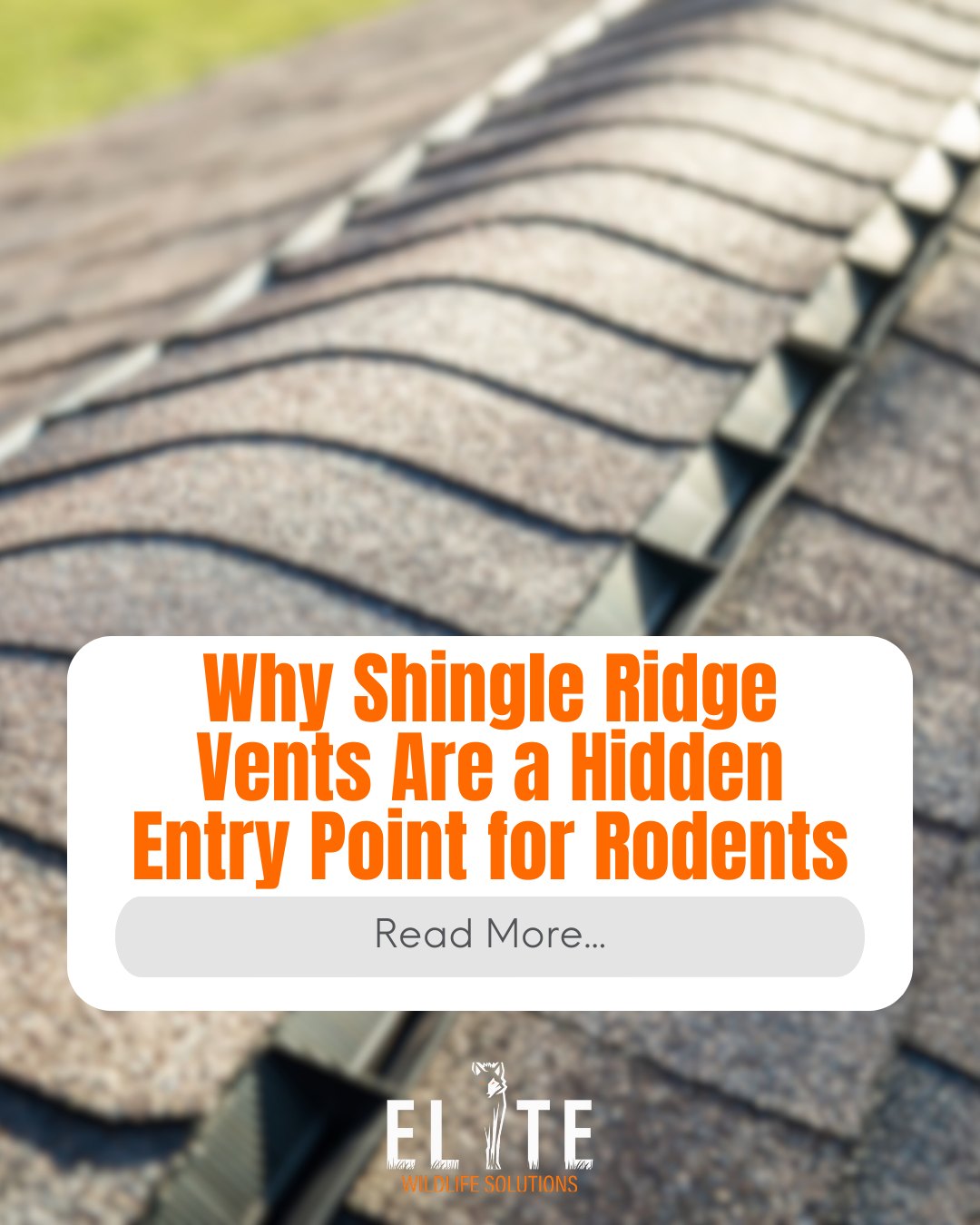 Elite - 🐿️ Why Shingle Ridge Vents Are a Hidden Danger—and How We Fix ...
