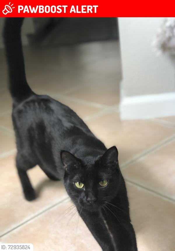 🚨Onyx was LOST on April 22, 2026 in Davie, FL 33314 near Broward
