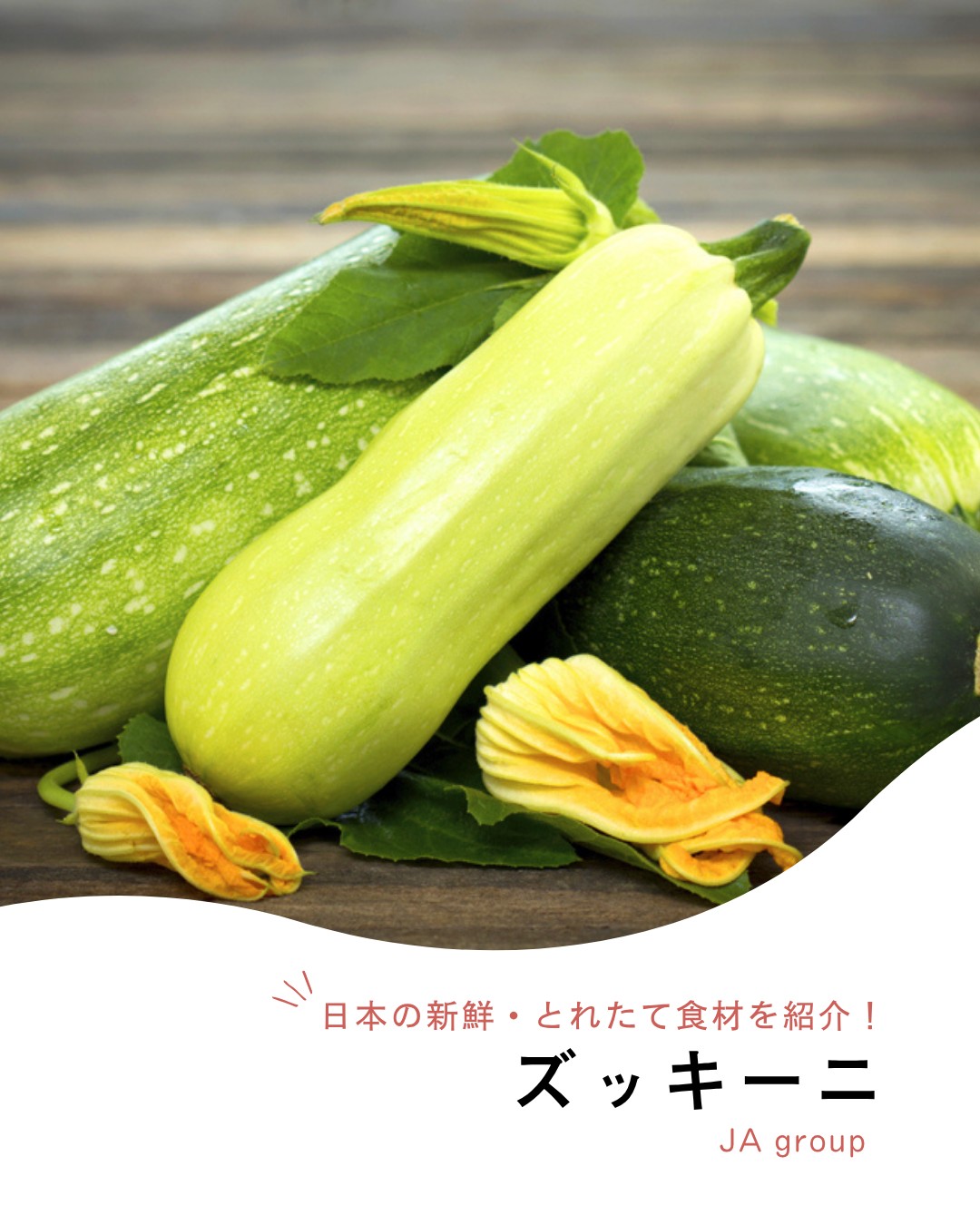 今週のとれたて大百科 】 ˗ˋˏ 今週はズッキーニを紹介するよ 