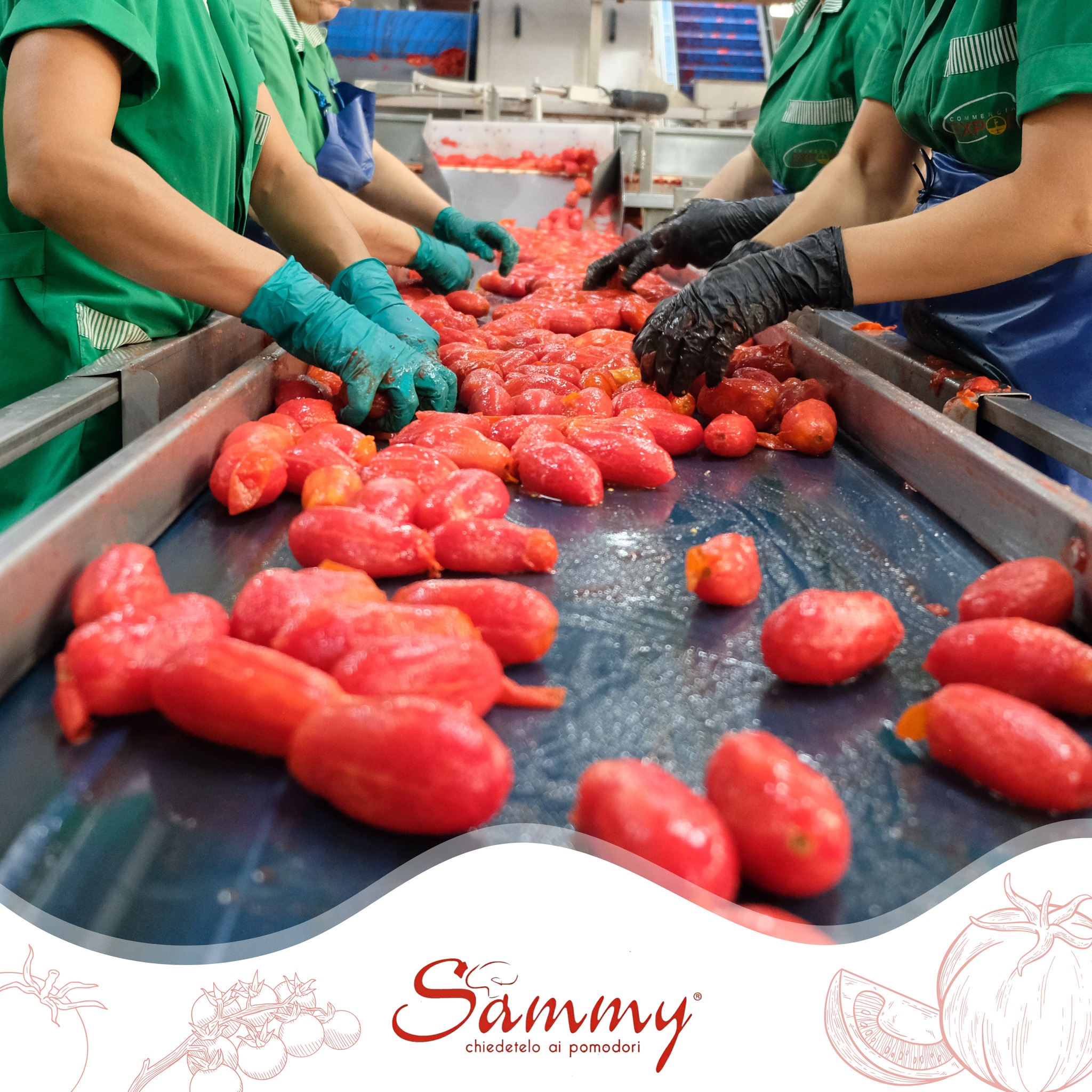Pomodori San Marzano DOP Sammy - Latta Da 400 Gr, 100% Filiera Italiana, Perfetti Per Sugo E Ricette