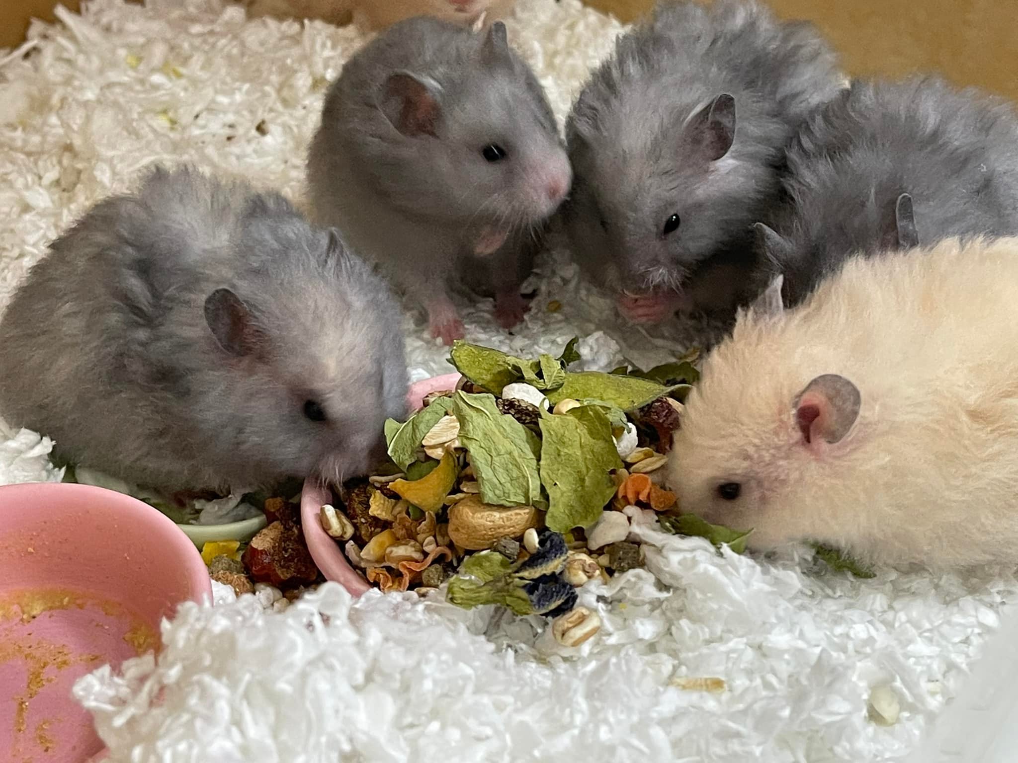 โต๊ะจีนลูกแกะ วัยวุ่นวาย... - TOMO Hamster Farm โทโมะฟาร์ม