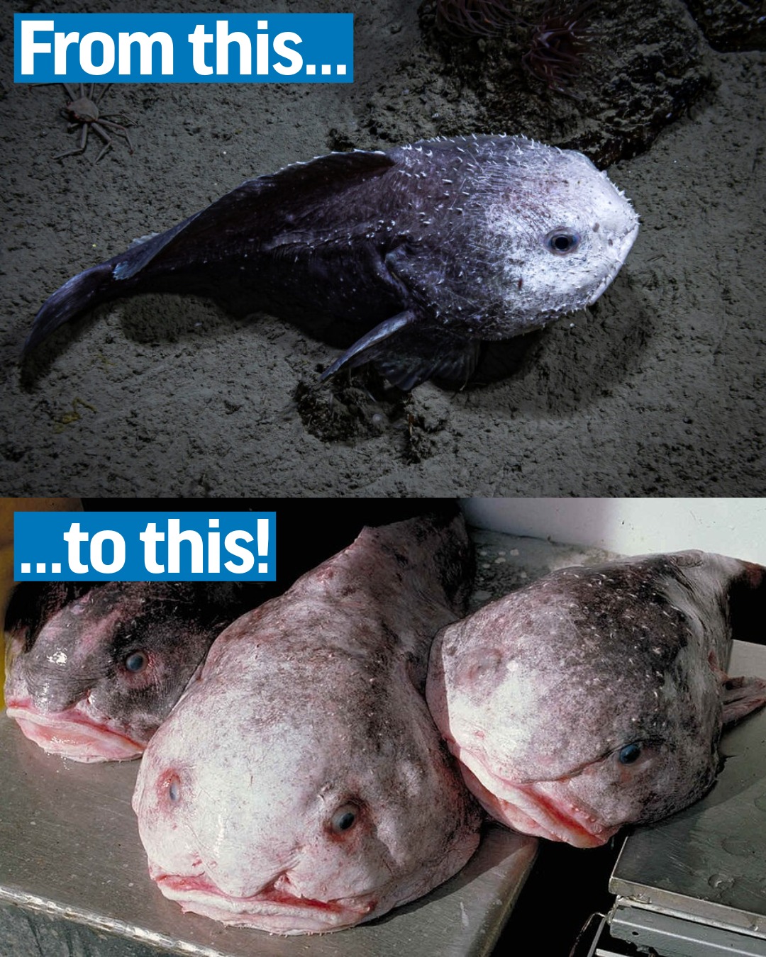 FISHBIO - Some deep-sea fishes, like the blobfish, are largely held ...