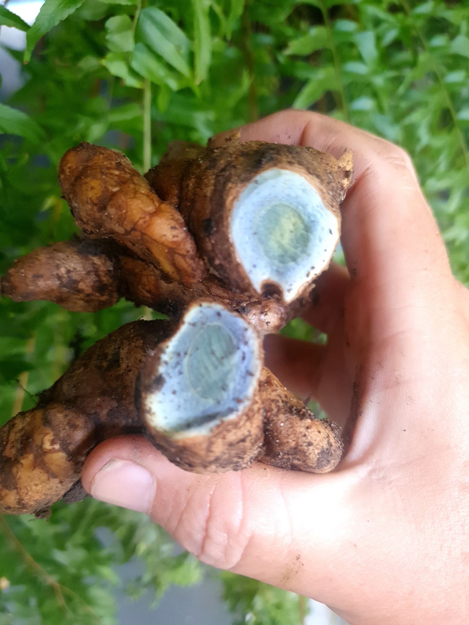 Blue Turmeric Blue Gold