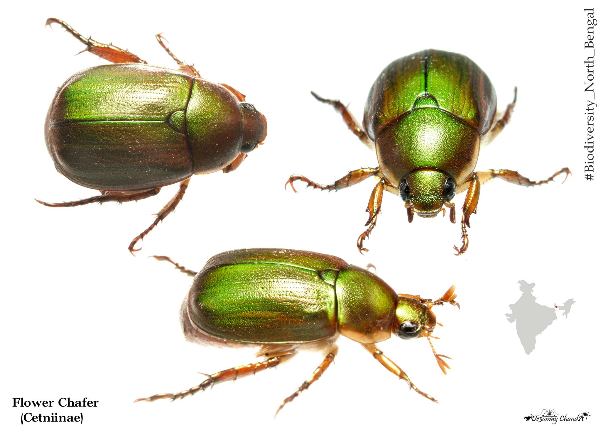 ID : Cetoniinae beetle ID help: Thanks to Anubhav Agarwal