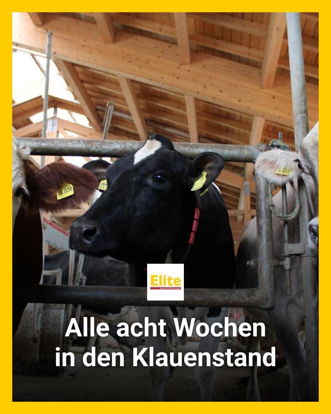 Elite Magazin - 5-mal statt 2-mal: Die Klauenpflege auf... | Facebook