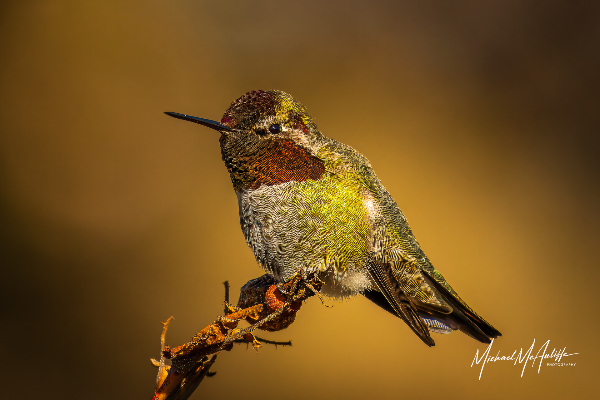 Michael - Anna's Humminbird // Another shot from my 2026 calendar. You ...