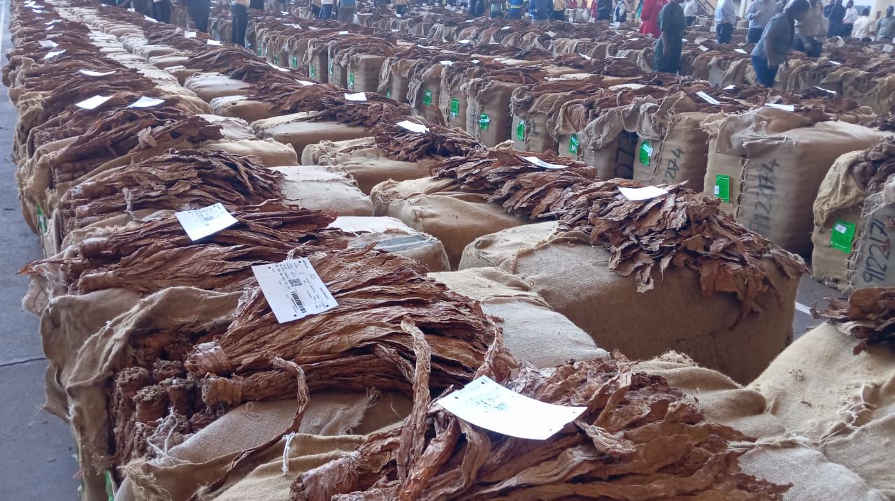 tobacco seed for sale 6000+ Tobacco Seeds 2000+ Each Marlboro Blend Burley, Virginia, Basma Fresh  2025