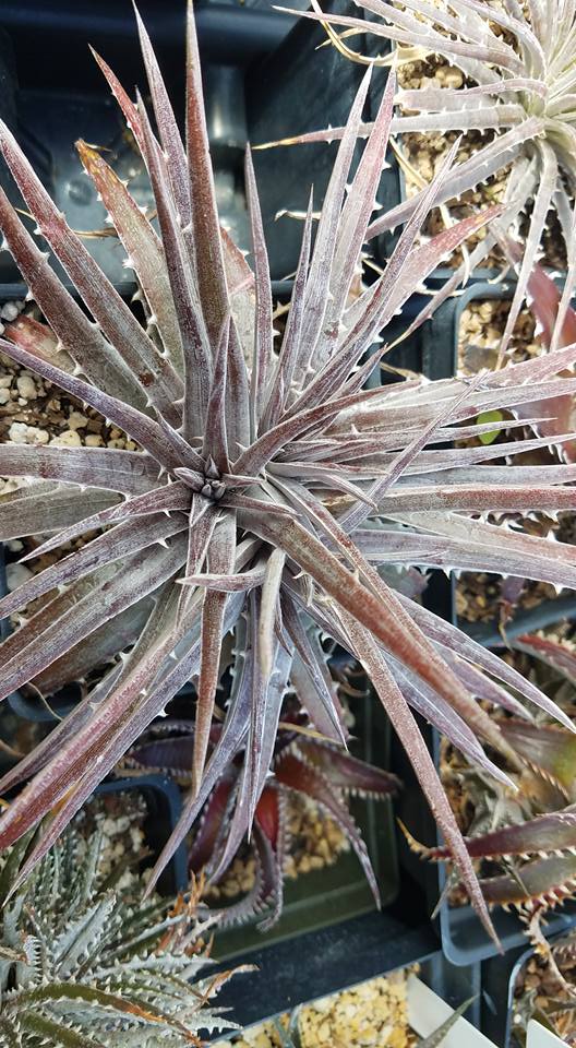 DBディッキア Dyckia beateae hybrid #227 ⑶ ディッキア