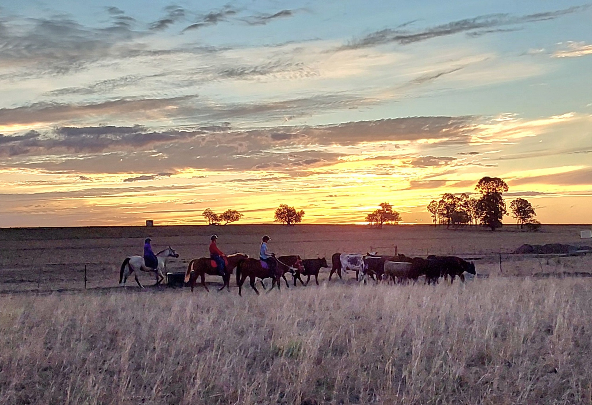 Warwick Rosebud Horse Rides | Junabee QLD