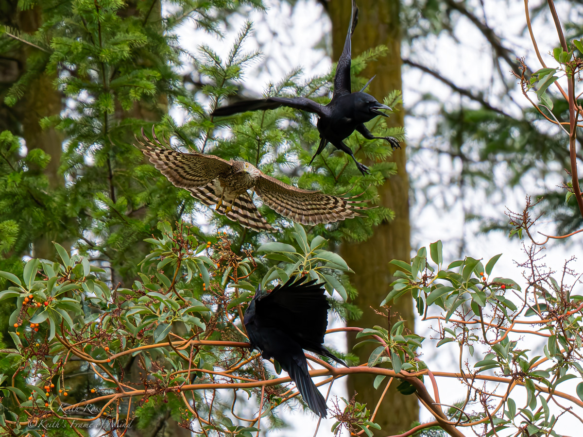 Keith's - Sharp-shinned Hawk vs. American Crows - Sizing Up His ...