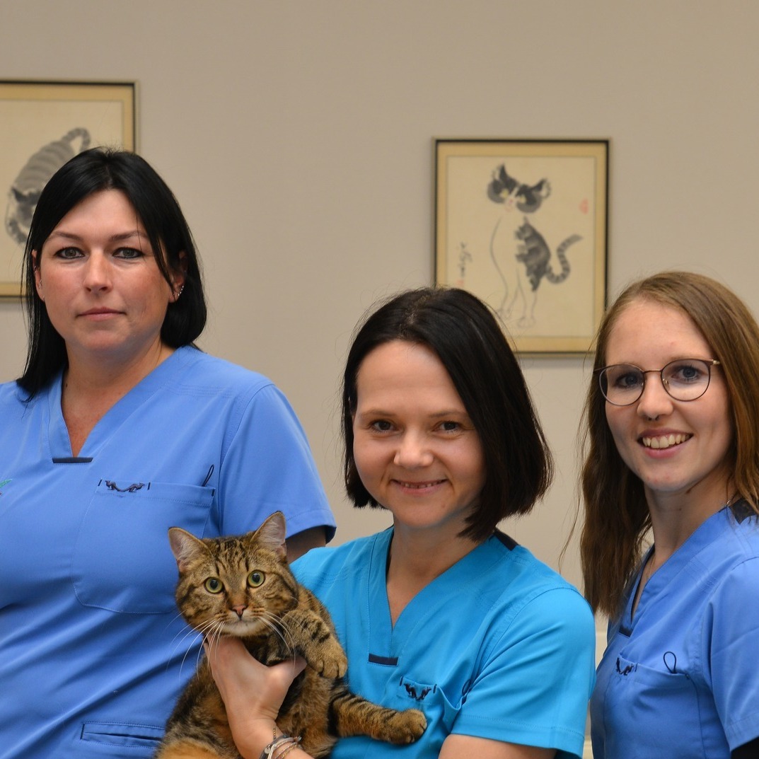 FELLcheck.at - Schuppen bei Katzen – was steckt dahinter?... | Facebook