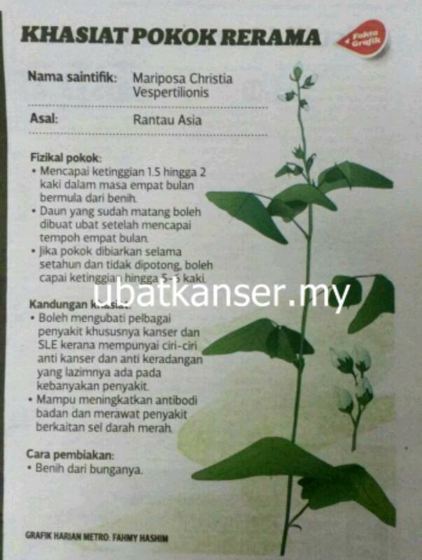 Daun Rerama Herbs added a new photo. - Daun Rerama Herbs