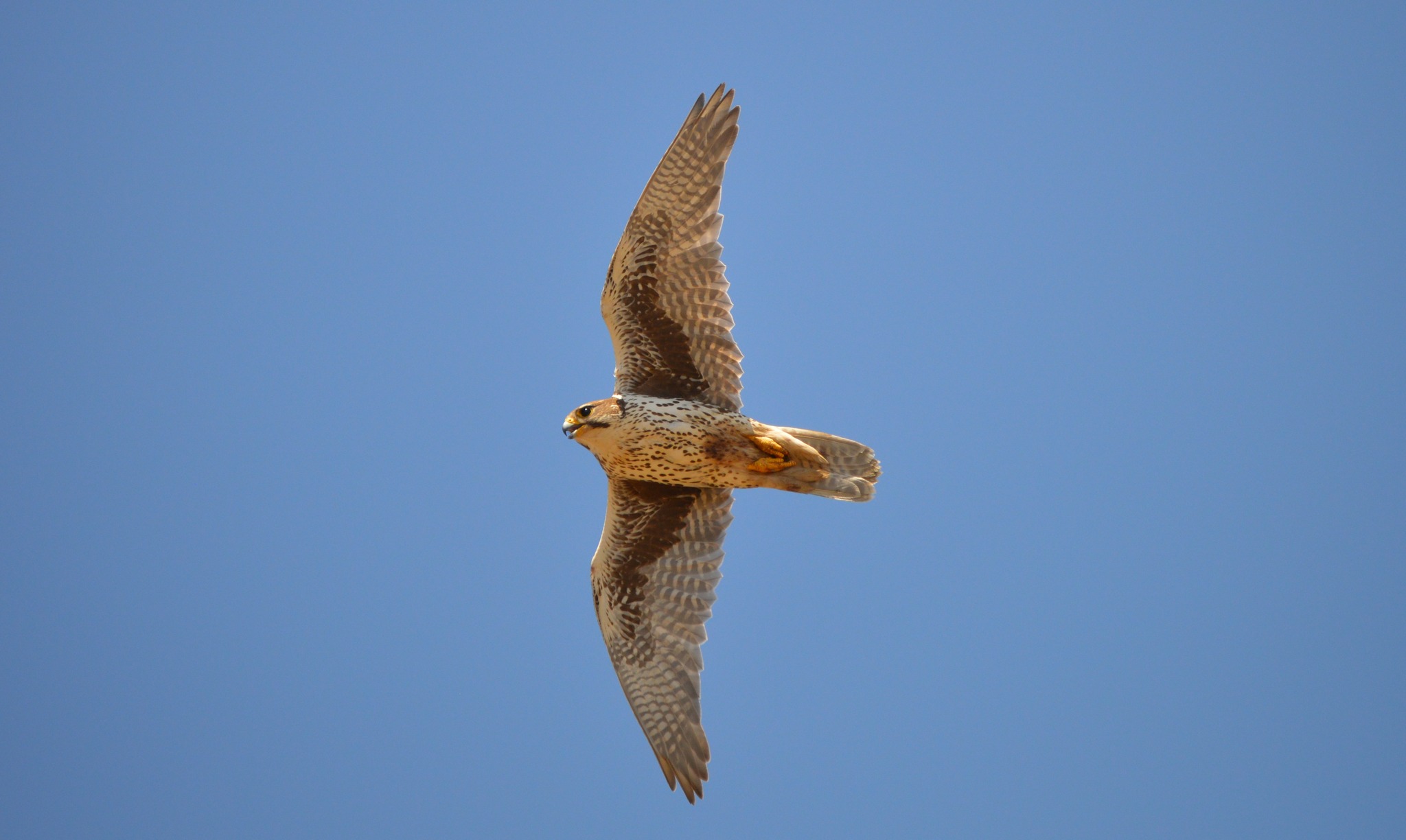 Raptor Research Foundation | Topeka KS