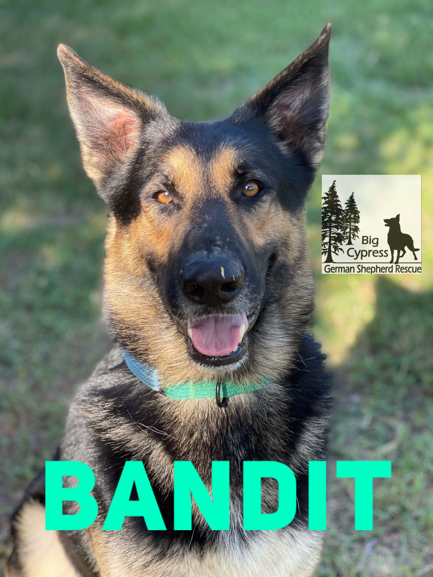 Big Cypress German Shepherd Rescue