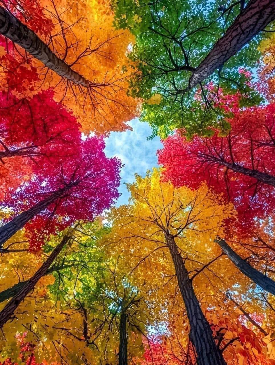 Under The Rainbow Tree Canopy
