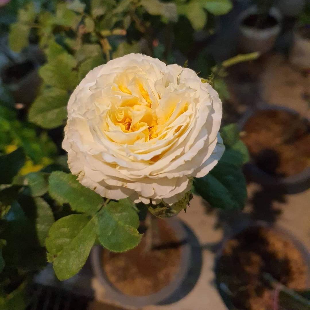Kanecha Garden - น้อง Beatrice Tree Rose 90 cm.... | Facebook