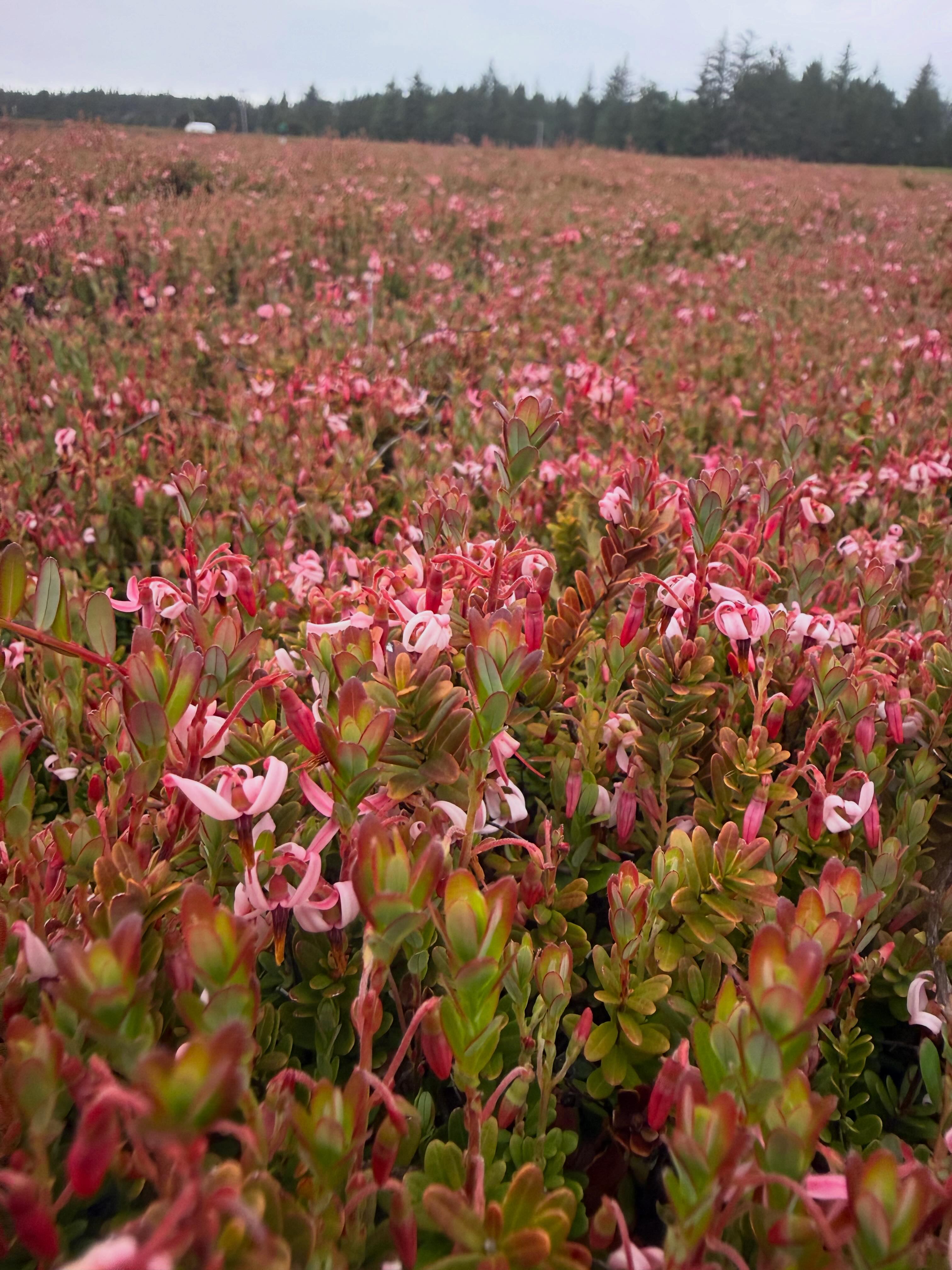 Peters' Cranberries | Sixes OR