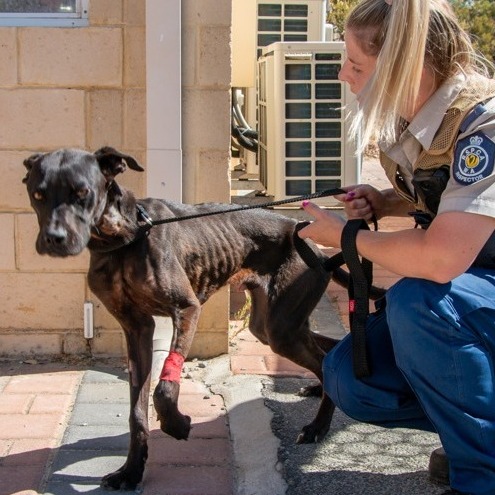 RSPCA WA - RSPCA WA added a new photo — at Sir James...