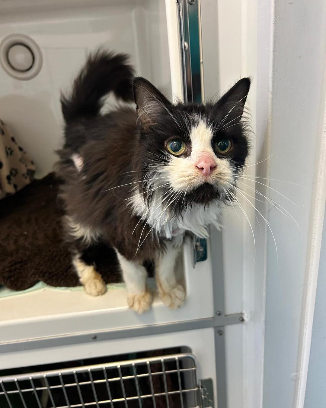 Forest - ***update- reunited with owner ***We are trying on the off ...