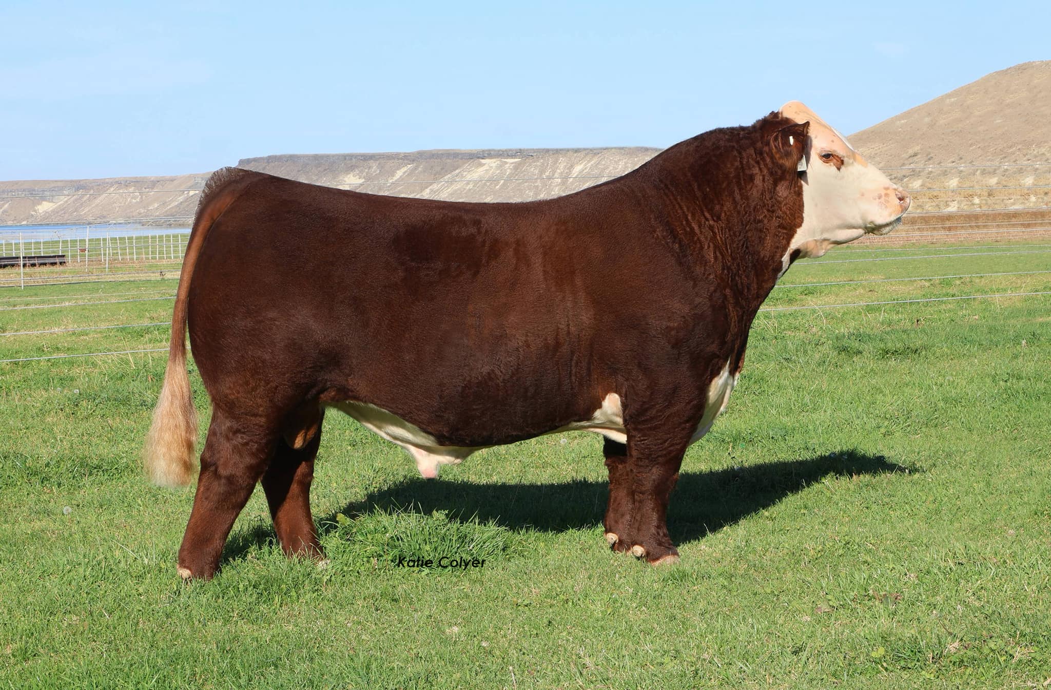 Churchill - Congratulations to Cache Cattle, Colyer Herefords, and GKB ...