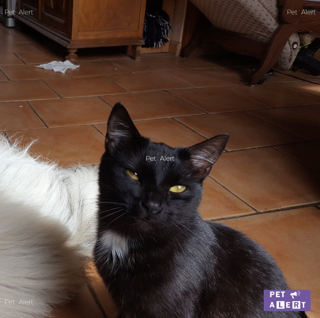 Retrouve Perdu Typhon Chat Noir à Pet Alert Hautes