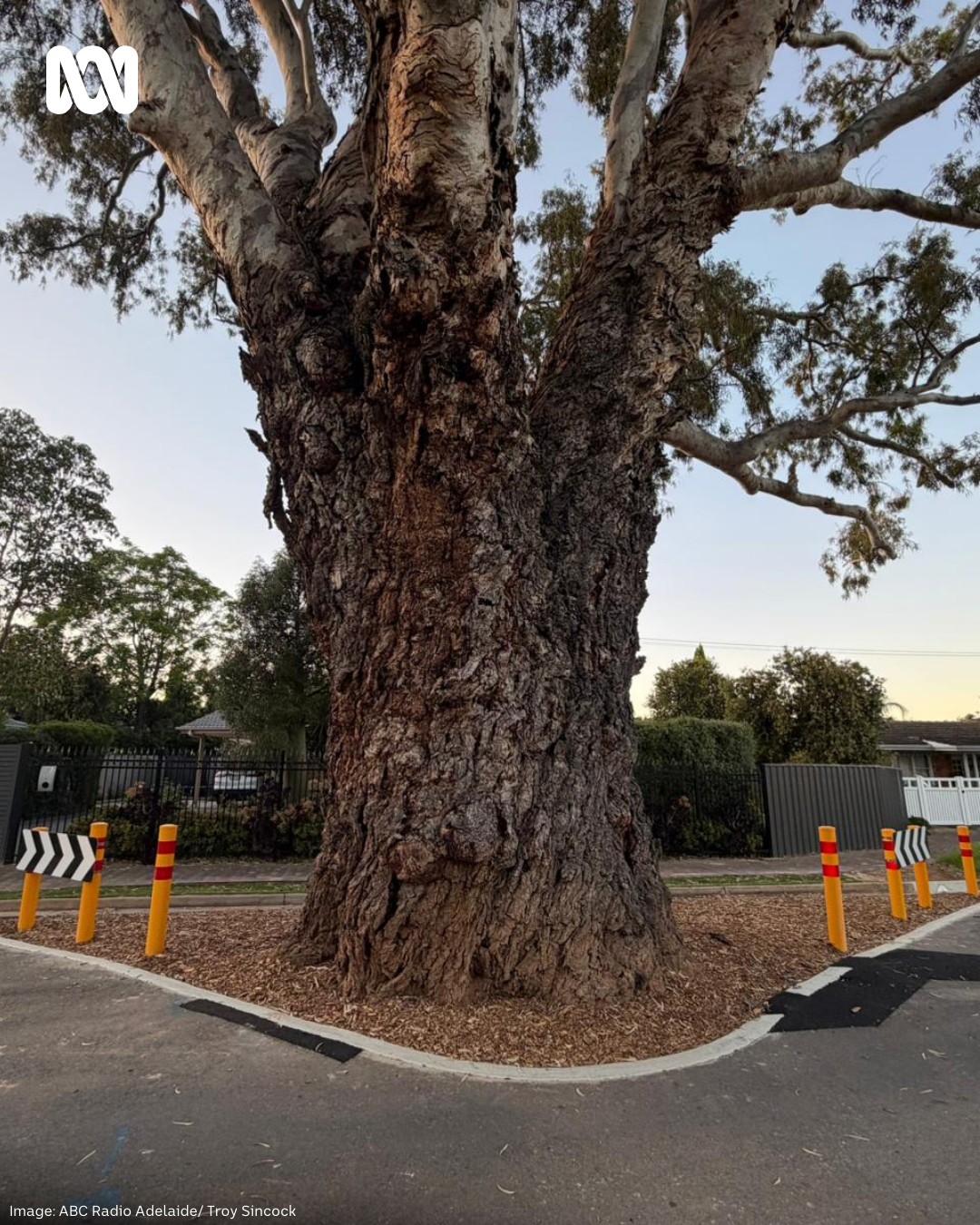 ABC - Have you seen this iconic tree in Clarence Park? 🌳 When resident ...