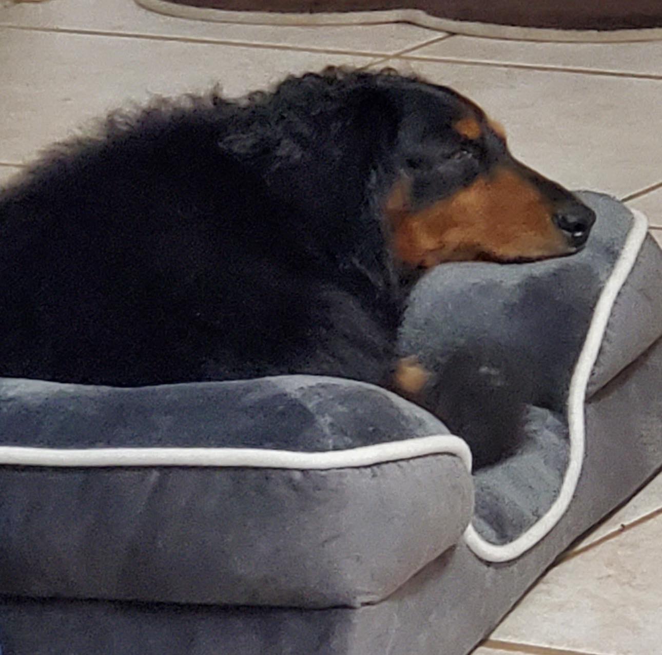 Dachshund - DRSF Welcomes Molly to the 2026 Calendar Contest!! 💜 Molly ...