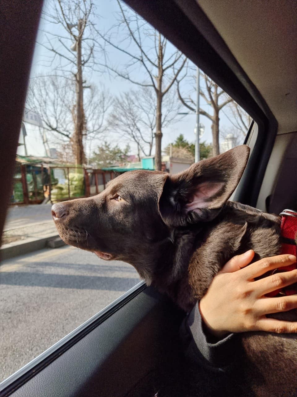 เรื่องเที่ยวขอให้บอก ผมช๊อบบบบชอบ... - Dobby Bambii labrador | Facebook