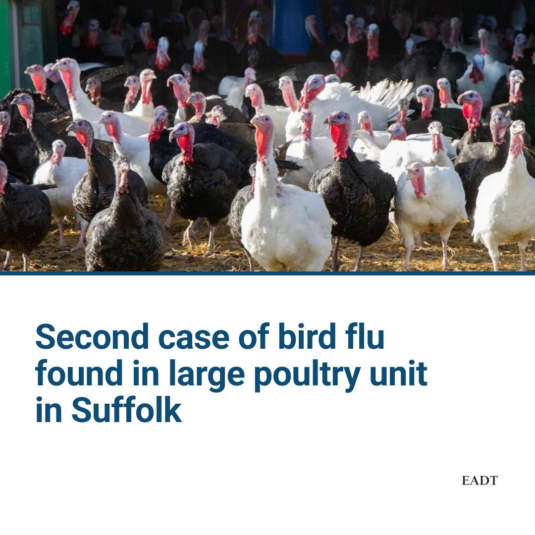 East - Bird flu found at second Suffolk farm as cull begins | Facebook