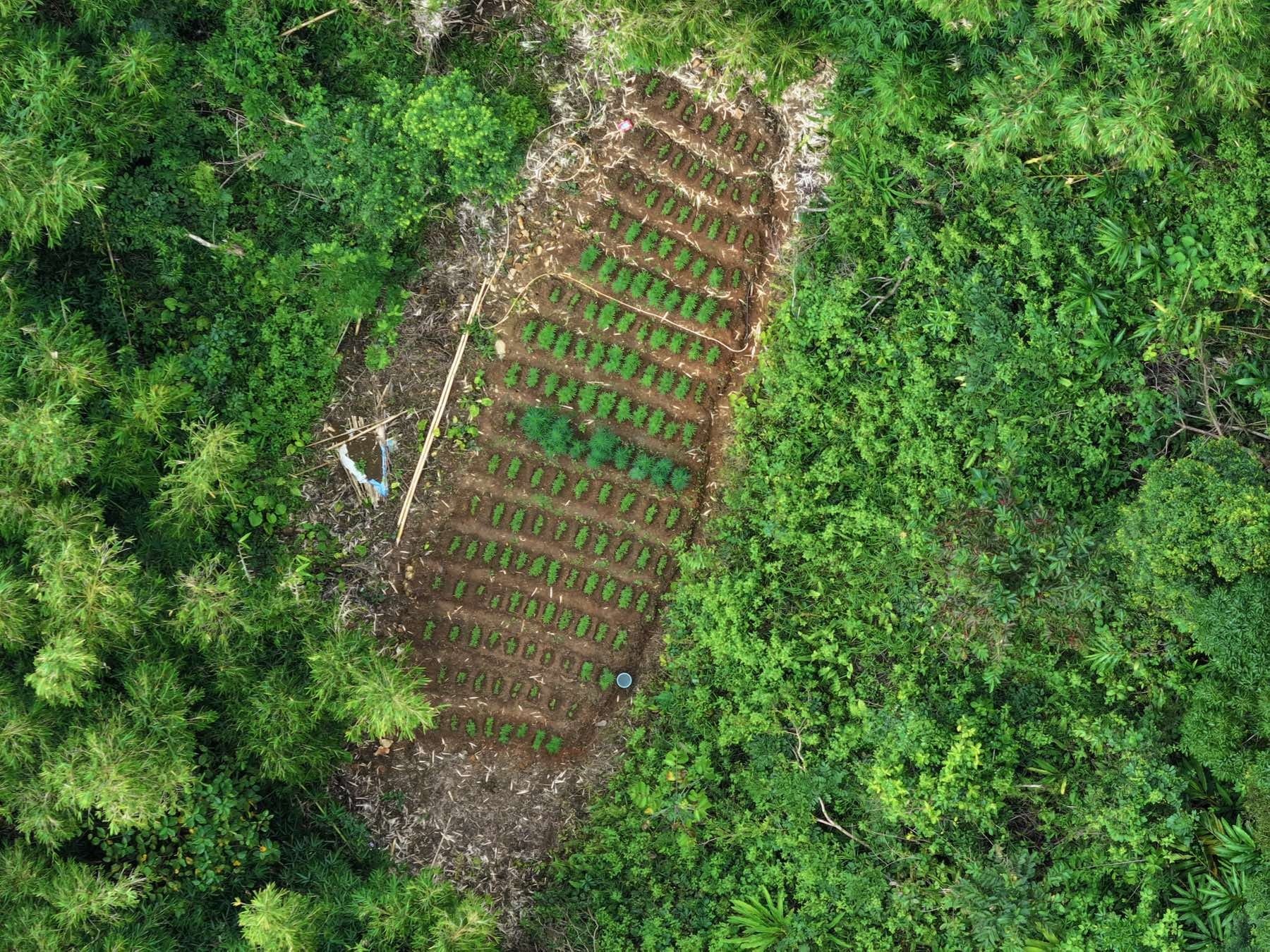 News5 - MGA PLANTASYON NG MARIJUANA, NATUNTON NG DRONES Gumagamit na ng ...