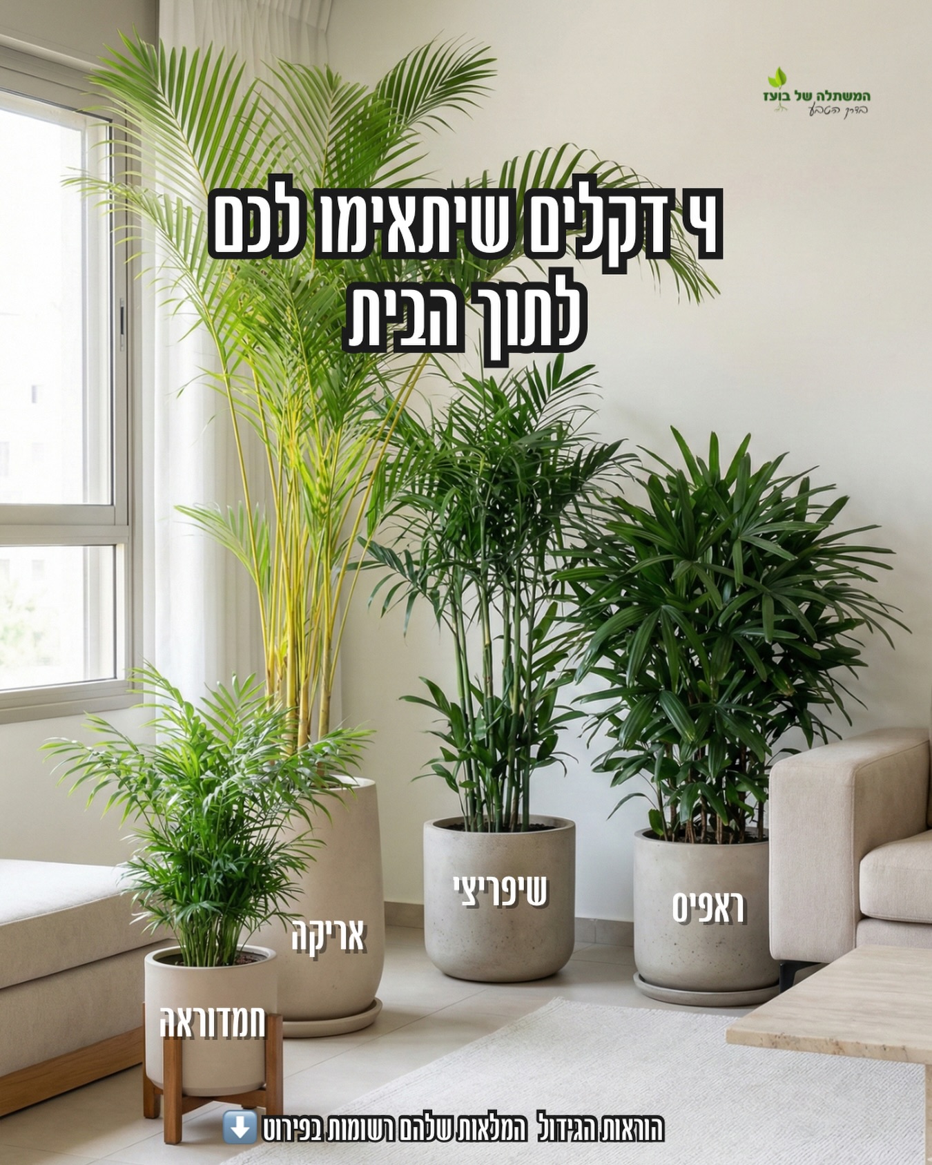 המשתלה - ⁨רוב הבעיות של אנשים שמגדלים דקלים בתוך הבית נובעות מהצבתם ...