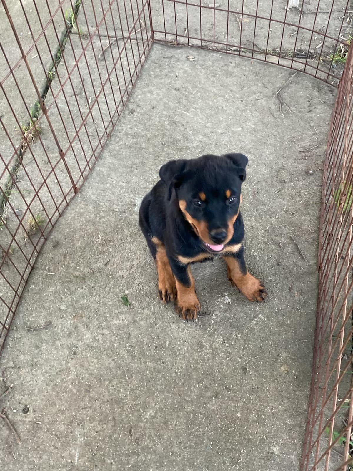 Buckeye Rottweiler’s