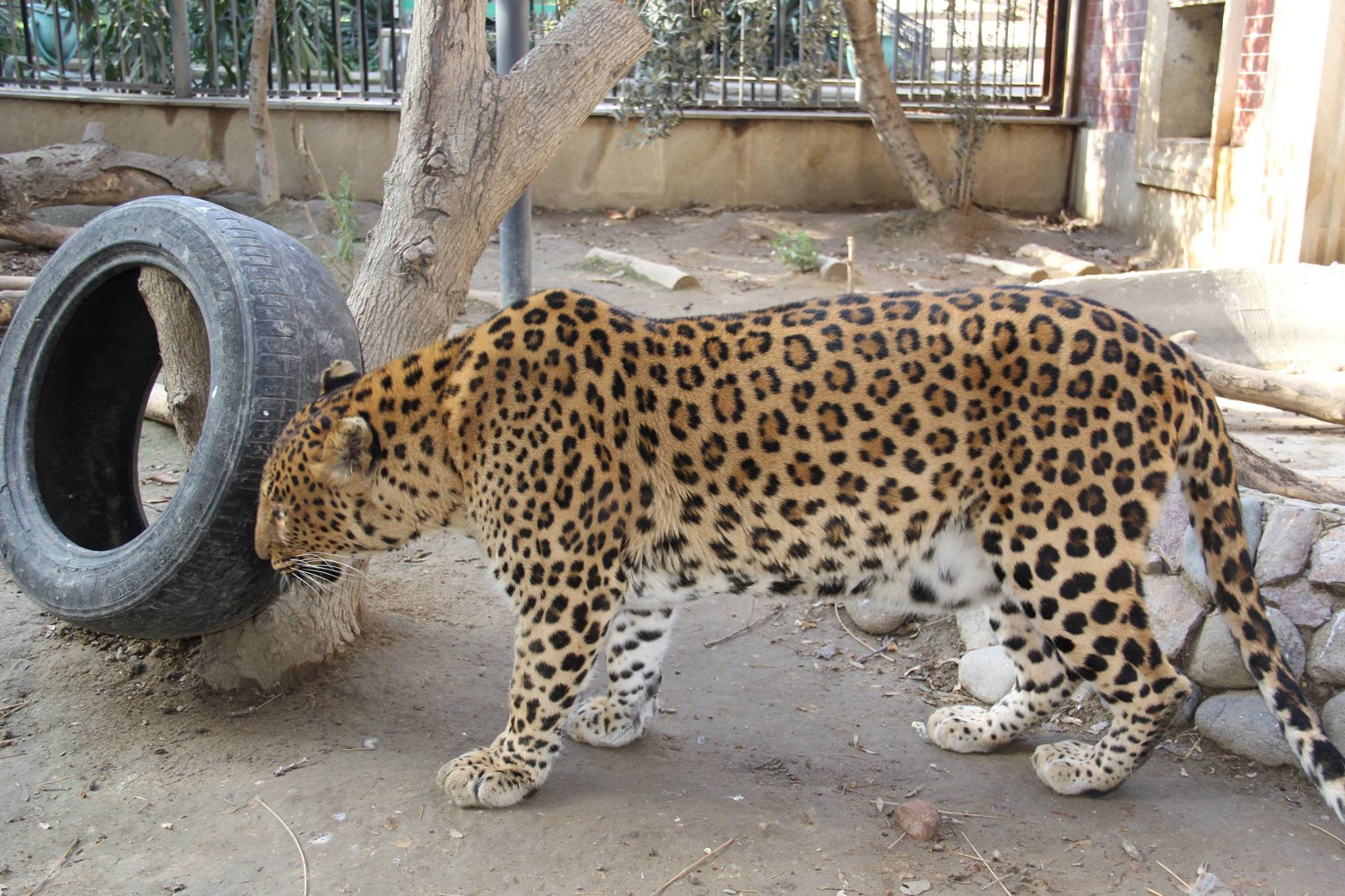 Baku Zoo - Bəbir və yaquar arasındakı fərqi bilirsiniz?... | Facebook