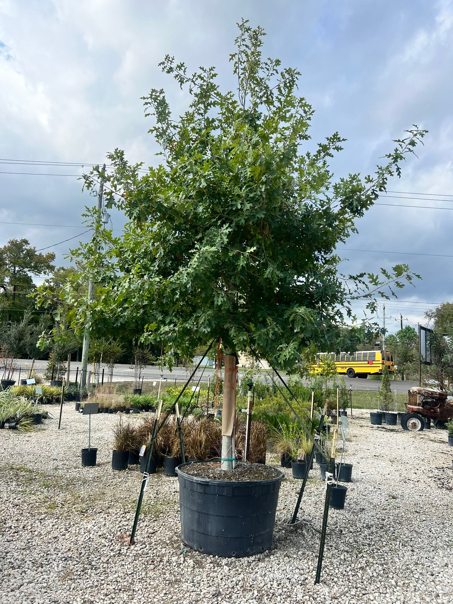Deep Roots Nursery -... - Deep Roots Nursery - Mont Belvieu