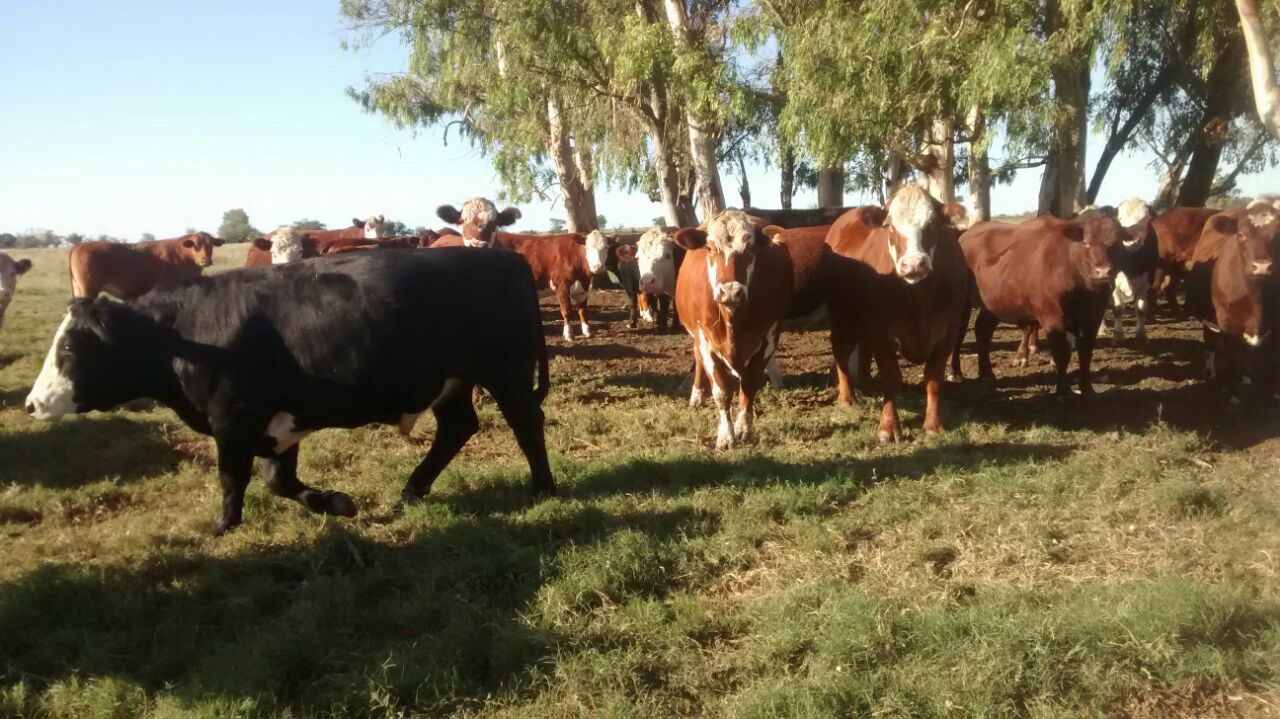 Compra y venta de hacienda | Vendo 10 vaquillonas con cria, están el ...