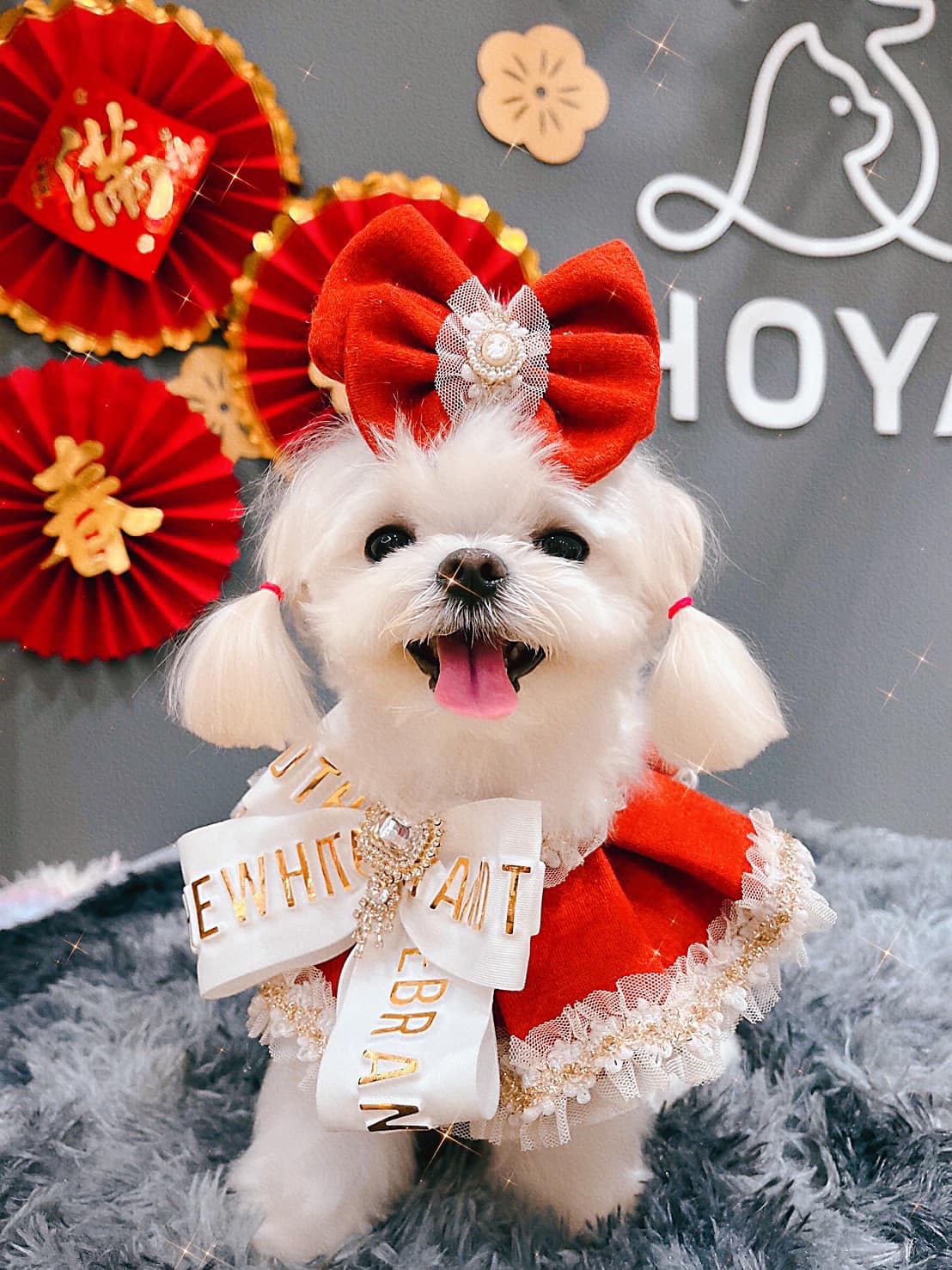 咪妮小賊 - 初一是今年農曆年的第一天 肯定要穿的紅滋滋～迎接這個美麗的一年 咪妮穿上穿上這領巾🧣...